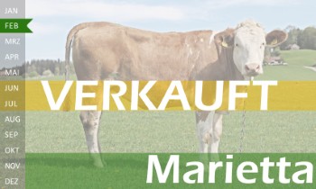 trchtige Fleckvieh Kalbin zu verkaufen, beweidet und ruhig